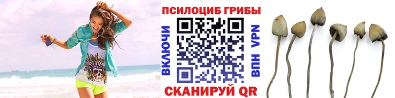 продажа наркотиков Гороховец Галлюциногенные грибы MAGIC MUSHROOMS
